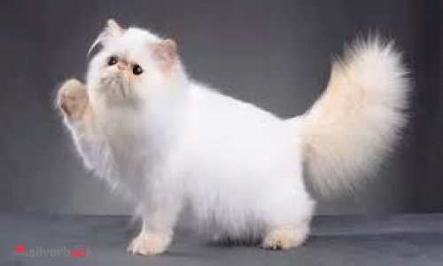 گربه پرشین سفید