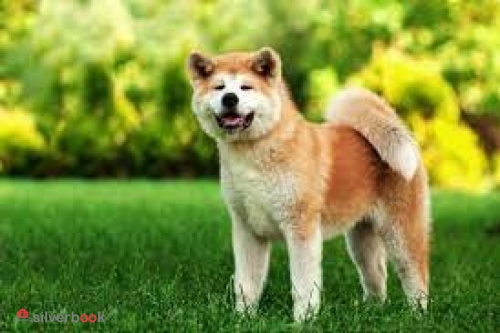 واگذاری آکیتا ژاپنی نژاد خالص سگ