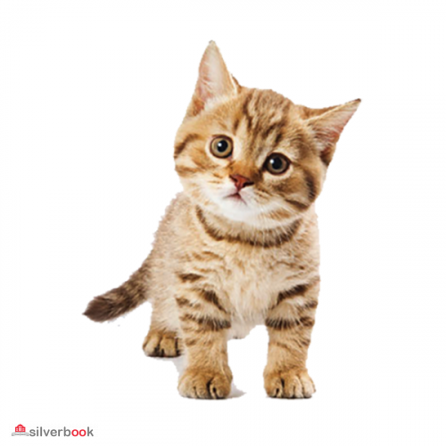 فروش انواع بچه گربه های مینیاتوری و آپارتمانی اصیل‌